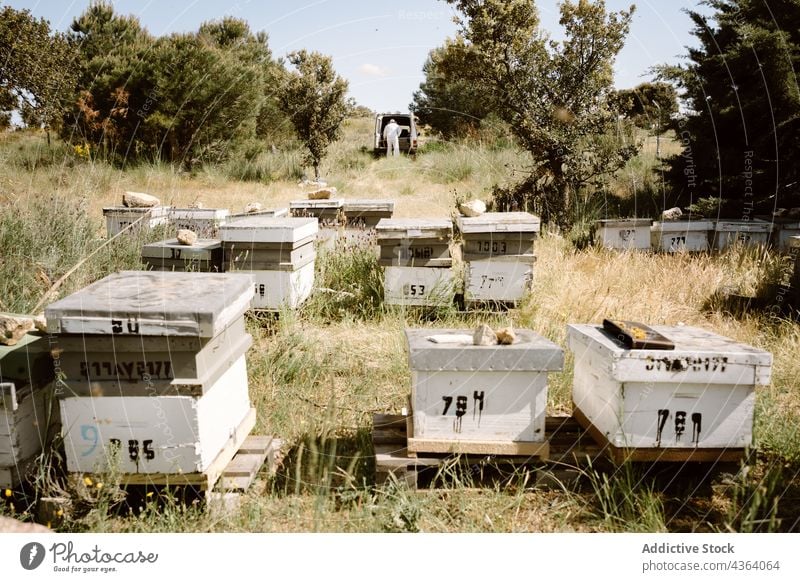 Bienenstockkästen im Bienenhaus an einem Sommertag Imker Bienenkorb Ackerbau Bienenzucht Arbeit professionell Bauernhof Person Natur Landschaft Job Kasten