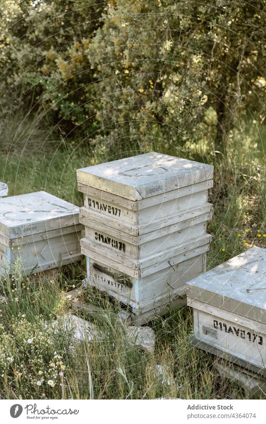 Bienenstockkästen im Bienenhaus an einem Sommertag Bienenkorb Ackerbau Bienenzucht Arbeit Bauernhof Natur Landschaft Job Kasten Struktur hölzern Garten Imker