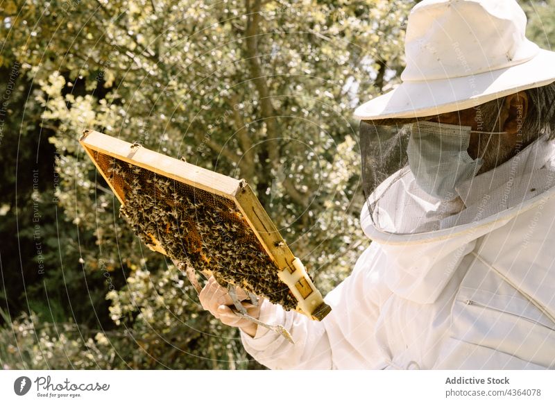Imker bei der Kontrolle der Honigwaben an einem Sommertag Mann Wabe Bienenkorb untersuchen Mundschutz Bund 19 Ackerbau Bienenzucht Arbeit behüten Sonnenlicht