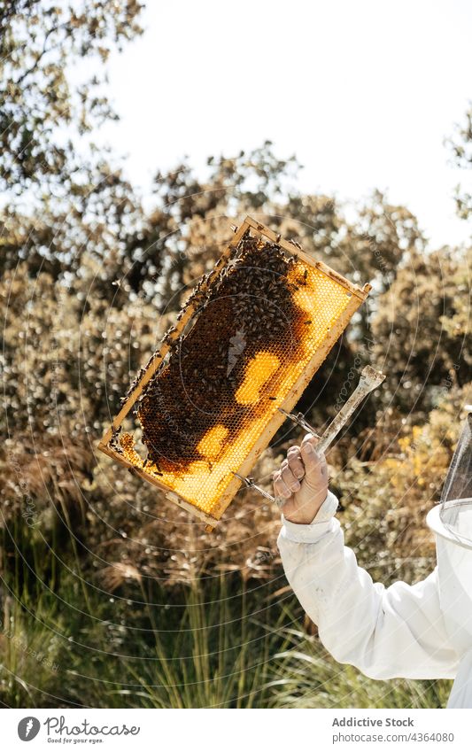 Anonymer Imker bei der Kontrolle der Honigwaben an einem Sommertag Wabe Bienenkorb untersuchen Ackerbau Bienenzucht Arbeit behüten Sonnenlicht professionell