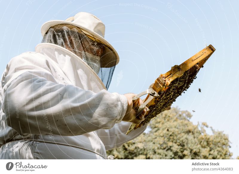 Imker bei der Kontrolle der Honigwaben an einem Sommertag Wabe Bienenkorb untersuchen Ackerbau Bienenzucht Arbeit behüten Sonnenlicht professionell prüfen Gerät