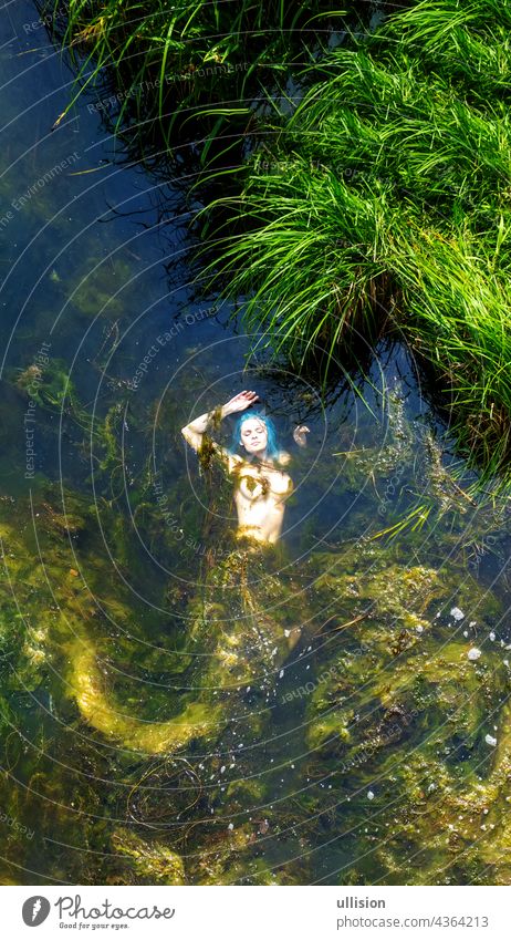 magische sexy junge Märchennixe mit blauen Haaren, die am Ufer eines Flusses in einem Meer von Algen schwimmt, Raum kopieren Fee Geschichte Meerjungfrau