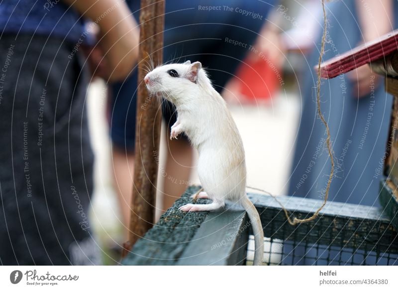 Eine weiße Maus macht Männchen außerhalb ihres Käfigs Ratte Nagetiere Haustier Schwanz süß Tier Angst winzig tierisch Säugetier Schutz niedlich Ekel furchtsam
