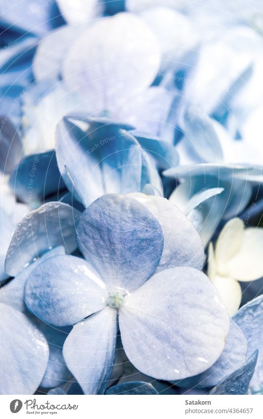 Close up Detail der Frische blau zerbrechlich Blumen Bouquet Hintergrund Makro frisch Natur Blumenstrauß geblümt abschließen Schönheit Hortensie Sommer filigran