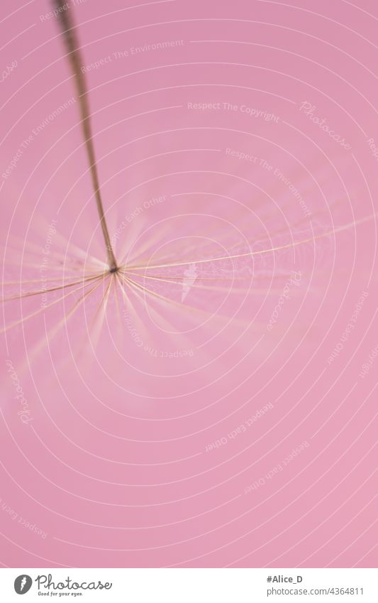 Löwenzahn Samen Makro auf Pastell rosa Farbe Hintergrund pratensis tragopogon verträumter Hintergrund Pastellfarben Farben zarte Blumen Löwenzahn blasen