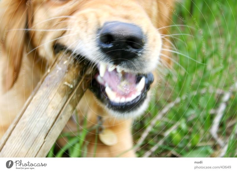 trau dich... Hund Stock Fell grün Golden Retriever Mund Gebiss Nase Zunge beißen Rasen
