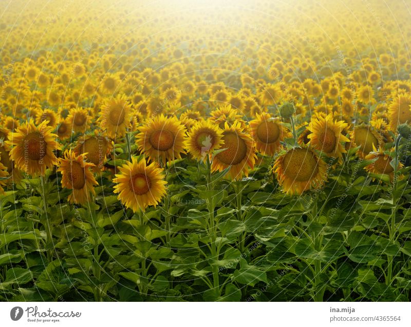 Sonnenblumenfeld grün gelb Gegenlicht Feld Sommer Blume Natur Pflanze Außenaufnahme Blühend Blüte Nutzpflanze Sonnenblumenkern Sonnenblumenöl