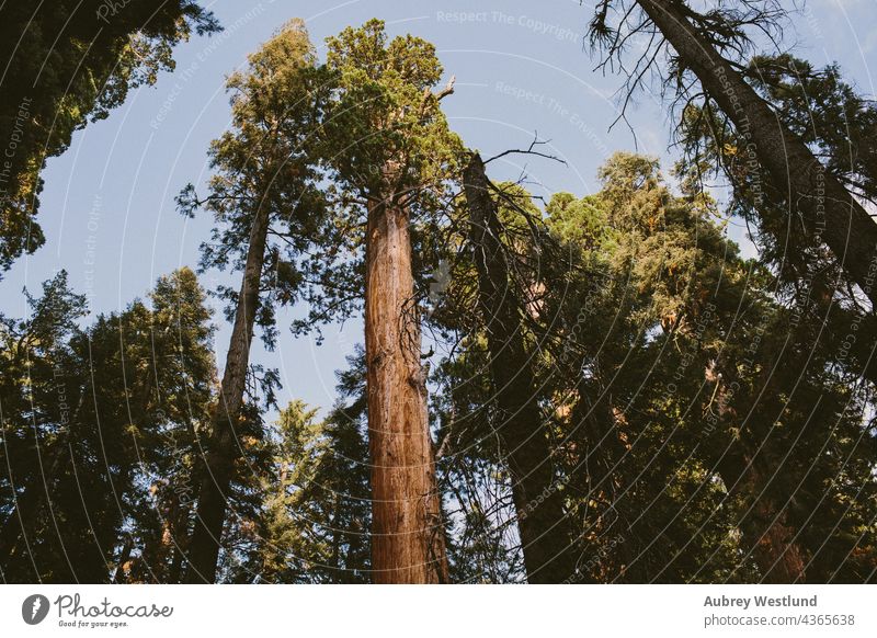 Riesenmammutbäume Erwachsene amerika Kalifornien Kultur Ausflugsziel Erkundung erkunden erkundend Wald frisch Wanderer wandern Feiertag Landschaft Wiese