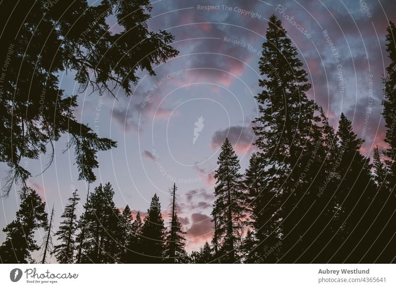 lila Sonnenuntergang Himmel und Bäume Erwachsene amerika Kalifornien Kultur Ausflugsziel Erkundung erkunden erkundend Wald frisch Riese Wanderer wandern