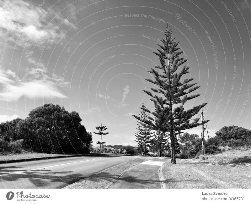 Immergrüne Bäume und die Straße, schwarz und weiß Immergrüne Pflanzen immergrüne Bäume Evergreens außerhalb der Stadt Menschenleer Baum West Australien Natur
