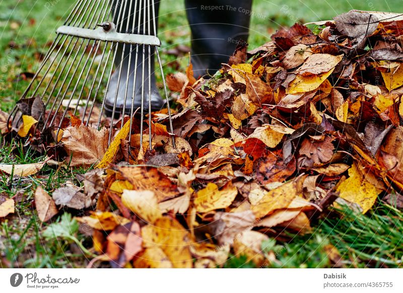Frau harken Haufen von Herbst Blätter im Garten mit Harke fallen Hinterhof Sauberkeit Säuberung Gartenarbeit rechend Nahaufnahme farbenfroh Gerät Laubwerk Gras