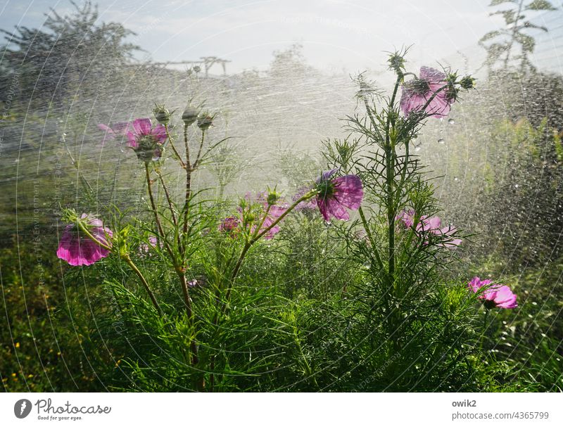 Mal wieder Cosmea Cosmeablüte feucht Wassertropfen nass Regen Frühling Pflanze Garten Dusche Wachstum Makroaufnahme Menschenleer Natur Sommer Idylle hell