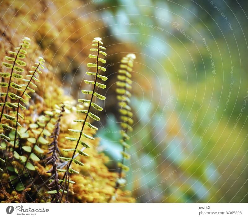 Jungfarn Natur Umwelt Sträucher Pflanze klein mehrfarbig Sonnenlicht Außenaufnahme Waldboden Blatt Farbfoto natürlich Nahaufnahme Makroaufnahme geheimnisvoll