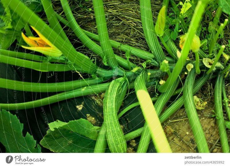 Zucchini erholung erwachen garten kleingarten kleingartenkolonie knospe menschenleer natur pflanze ruhe saison schrebergarten strauch textfreiraum tiefenschärfe