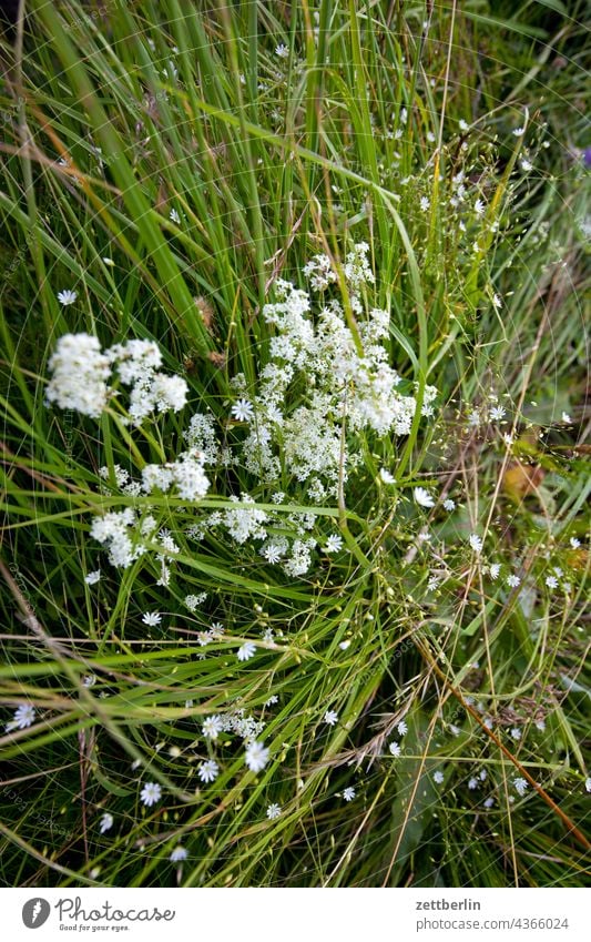 Kleine weiße Blüten blume blüte glockenblume romantik romantisch natur wiese pflanze garten wald park wachstum tiefenschärfe schärfentiefe sommer ferien urlaub