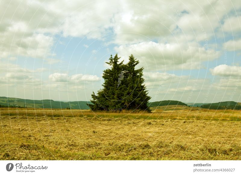 Nadelbäume auf dem Heidelstein (Rhön) deutschland dorf ferien hessen idyll kleinstadt landschaft landwirtschaft nordhessen sommer sommerfrische urlaub wald