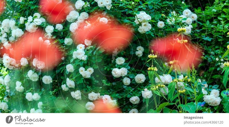 Frühlingsblumen breites Panorama-Banner mit fabelhaft blühenden rosa Rosenblüten, Sommerphantasiegarten, verschwommene, sonnige, hell glänzende, leuchtende rote Mohnblumen davor. abstrakte Gartenlandschaft