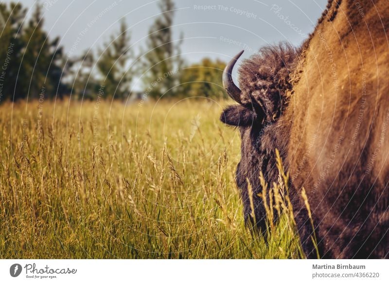 Auf den Spuren der Bisons auf einer Sommerwiese im Yellowstone-Nationalpark Büffel yellowstone wild Wyoming Natur schließen Rückseite Aussichtspunkt Tierwelt