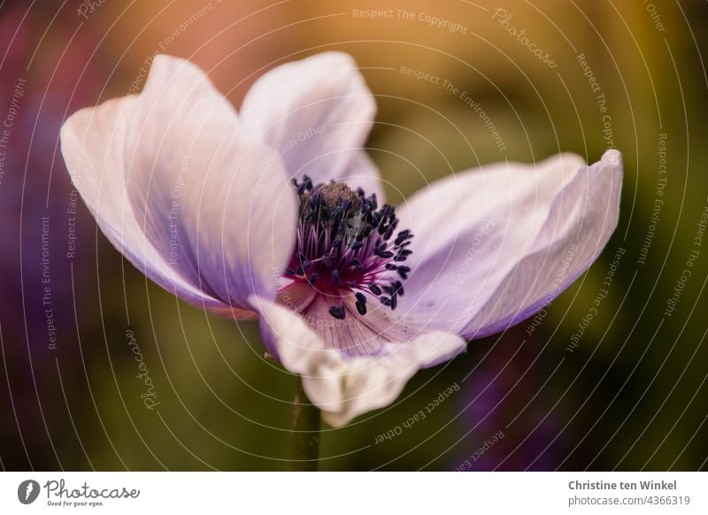 Nahaufnahme einer einzelnen Blüte der Anemone, Garten-Anemone, Kronen-Anemone, Anemone coronaria violett Blume Windröschen Hahnenfußgewächse Blühend 1 Anemonen