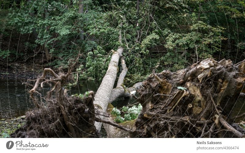 Zwei große Eschen sind auf einen kleinen Fluss in Lettland gestürzt. Nach starkem Wind und Sturm sind die Bäume gebrochen. Wurzeln, Stämme und Äste mit grünen Blättern liegen auf dem Wasser
