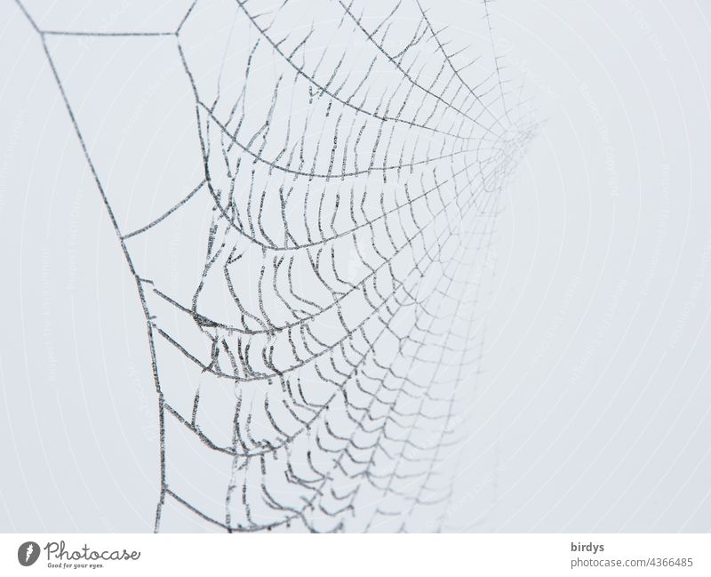Nahaufnahme eines Spinnennetzes welches sich im Dunst verliert. Nebel Graustufen mystisch tödlich neutraler Hintergrund Netz Schwache Tiefenschärfe Falle Natur