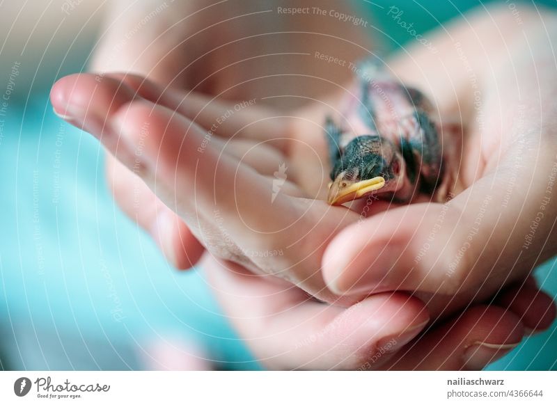 Haussperling Jungvogel Spatz Rettung Hilfe Hände blau klein geschlüpft Hilflosigkeit rührend Mensch Hand Umwelt Natur Tier Sperlingsvögel Wildtier Schutz