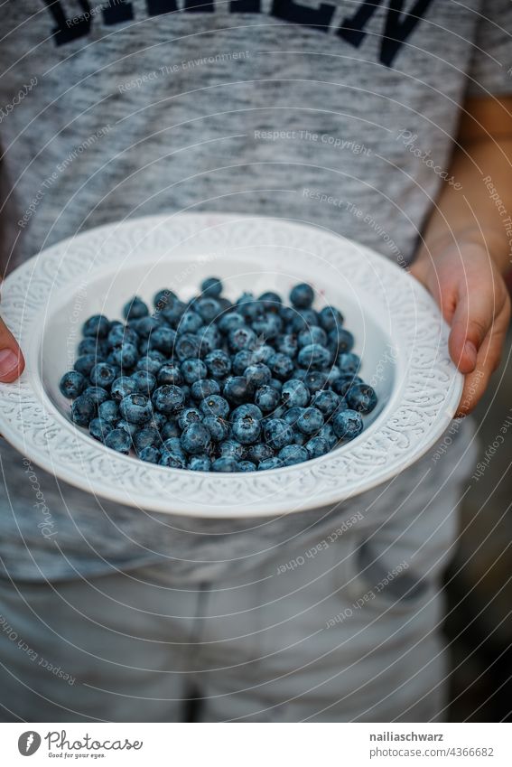 Blaubeeren Pflanze Sommer Vegetarisches Essen im Freien Outdoor-Fotografie Vegetarische Ernährung niedlich Gesundheit saftig lecker gesunder Snack