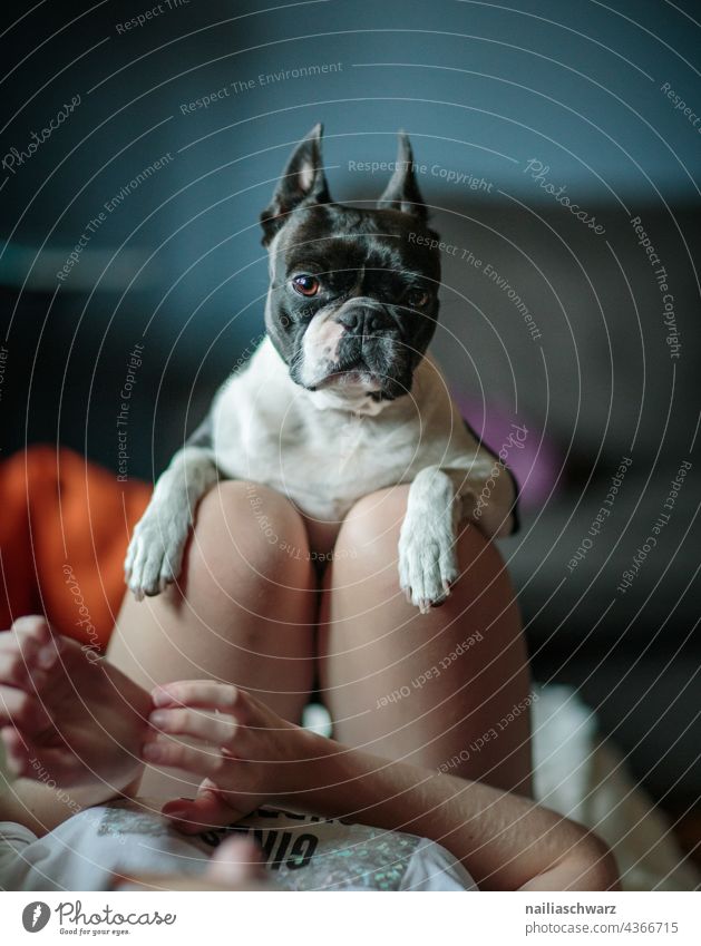Hundeportrait. Hunderasse Hundeblick Mensch Mensch und Hund Freude boston terrier Französische Bulldogge freizeit schön Tier Haustier Liebe Freundschaft