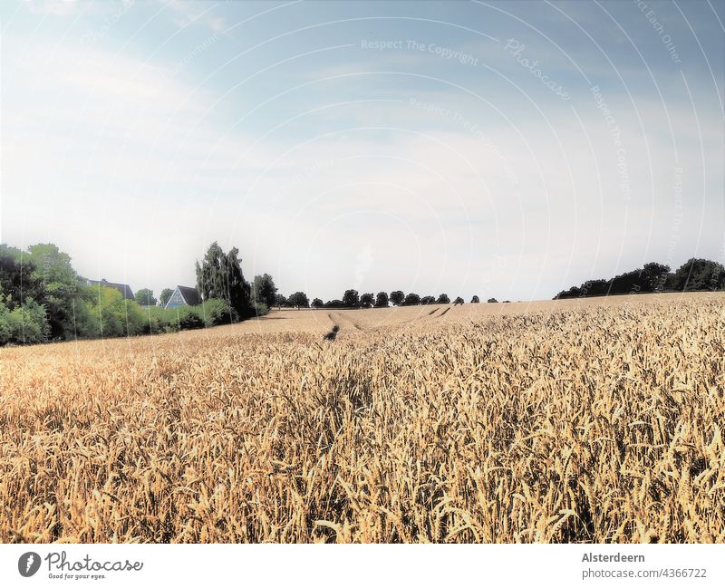 Goldgelbes Weizenfeld im Vordergrund einzelne Ähren zu erkennen im Hintergrund auseinanderführende Schneisen von Fahrspuren blauer Himmel Feld Natur Sommer