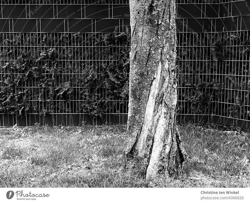 Blick auf einen gedrehten Baumstamm mit abgeplatzter Rinde vor einem Stabgitterzaun mit durchwachsender Hecke und Sichtschutzstreifen trist Einsamkeit