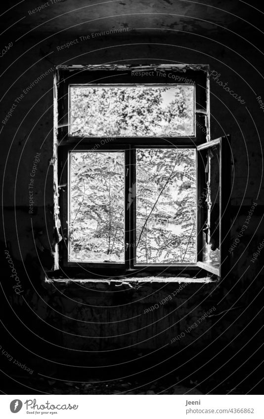 Lost Land Love | Innen dunkel und außen hell Kontrast Kontrastreich Kontraststark schwarz weiß Schwarzweißfoto schwarzweiß Fenster offen geöffnet ausblick