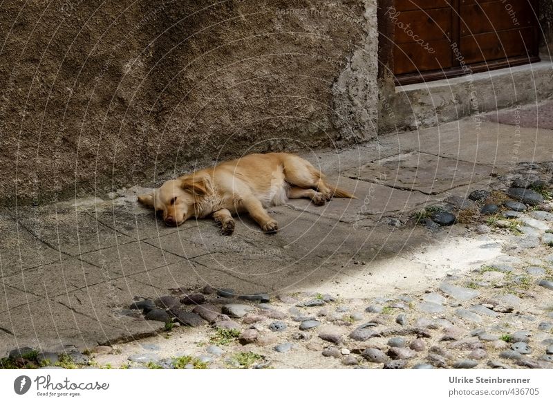 Tier / Sardische Siesta Dorf Altstadt Haus Mauer Wand Tür Straße Haustier Hund Promenadenmischung 1 Erholung genießen liegen schlafen Glück braun grau