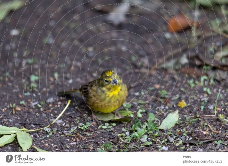 Goldammer sitzt auf dem Waldboden und sucht nach Nahrung Emberiza-Zitrinella Wintervogel Tier Vogel Textfreiraum kuschlig kuschelig weich Federn Stock Fliege