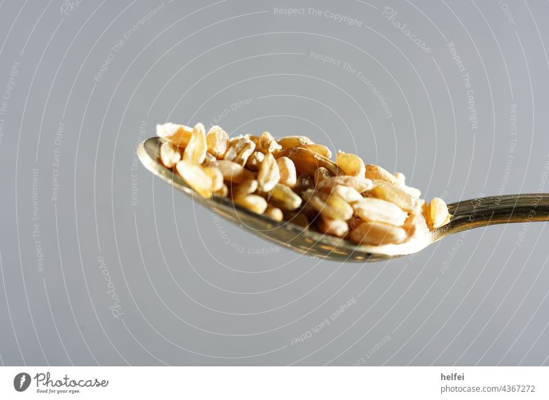 Getreide Körner auf einem goldenen Löffel im Studio fotografiert auf blauen Hintergrund Gesundheit Korn Ernährung Ernte Gerste Weizen Ähren getreide