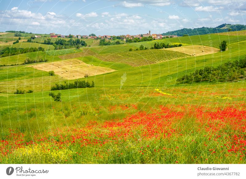 Frühlingslandschaft in den Hügeln von Tortona. Alessandria Cerreto Grue Kolli Tortonesi Europa Italien Piemonte Farbe Tag Feld grün Haus Landschaft Natur