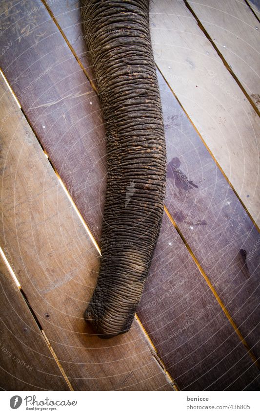 Elephant on wood Elefant Rüssel Holz Holzfußboden Elefantenhaut Asien Tier Nahaufnahme Detailaufnahme Thailand Chiangmai Menschenleer einzeln Nase lang Luft
