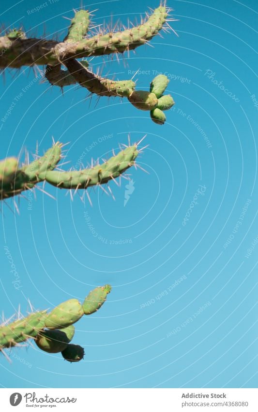 Grüner Feigenkaktus wächst gegen blauen Himmel Kaktusfeige Sukkulente Feigen-Opuntie Pflanze wachsen Spitze piecken Blauer Himmel wolkenlos Natur Wachstum