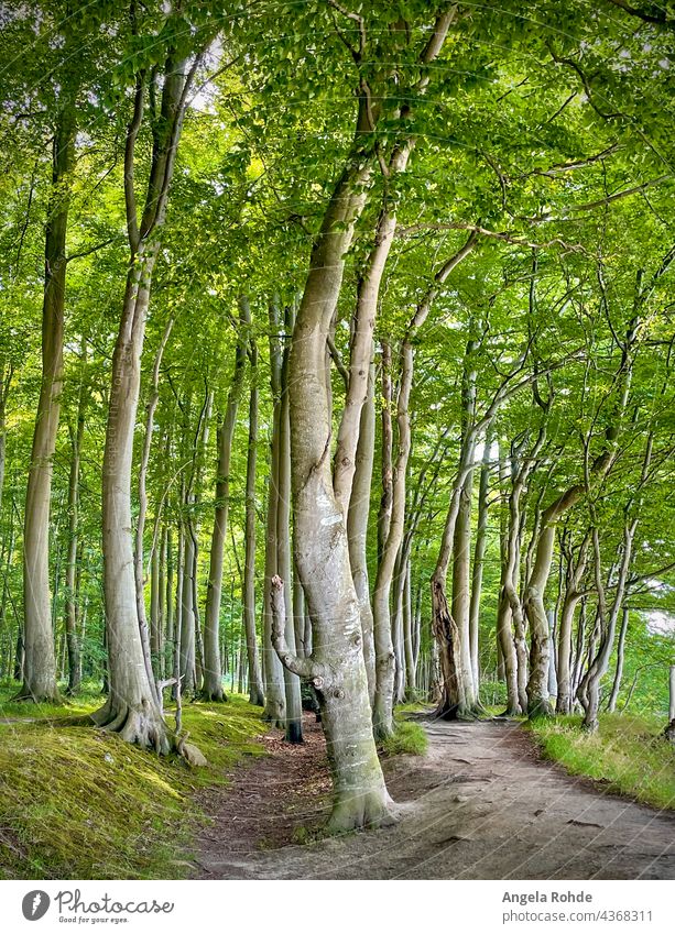 Wald mit Laubbäumen an der deutschen Ostseeküste Bäume Zauberei u. Magie geheimnisvoll Landschaft natürlich Baum Umwelt Natur Wildnis Waldgebiet Hintergrund