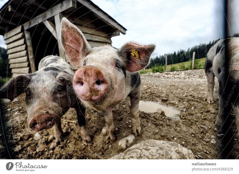 Glückliche Schweine Tiergruppe niedlich Ohren tier Nutztier landwirtschaftlich artgerecht Landschaft landwirtschaftlicher betrieb artgerechte tierhaltung