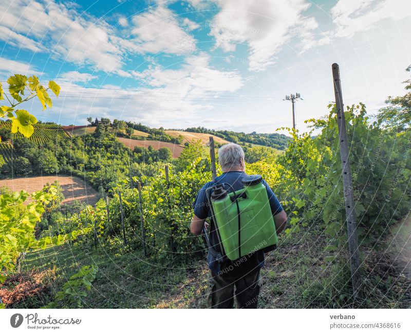 armer spritzt im Sommer vor der nächsten Weinlese in den italienischen Hügeln von Piacenza Fungizide auf ökologische Weinreben Ackerbau Italien Landwirt