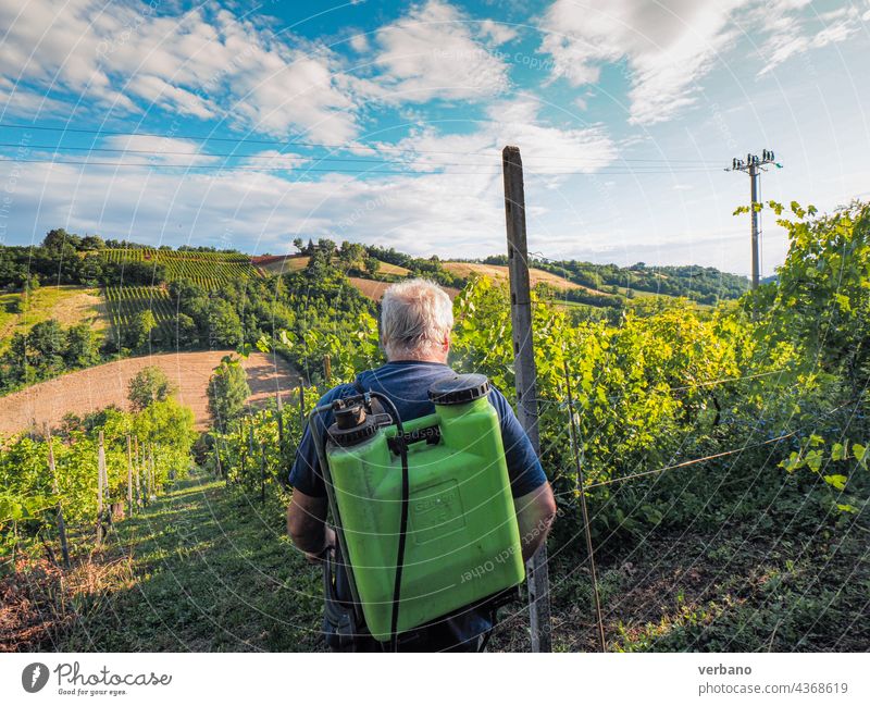 Ein älterer Landwirt sprüht im Sommer vor der nächsten Weinlese in den italienischen Hügeln von Piacenza ein grünes Kupferfungizid auf die ökologischen Weinreben