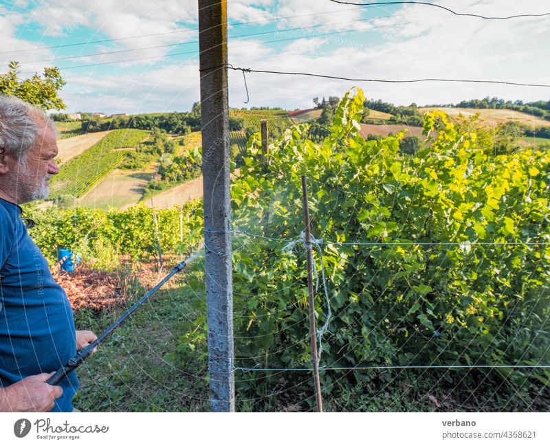 älterer Landwirt, der im Sommer auf dem Hügel nach Weinreben sucht Ackerbau Italien im Freien Bauernhof Natur Lebensmittel Traube Senior ländlich Frucht Ernte