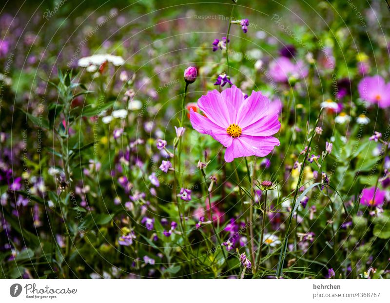 cosma Unschärfe Sonnenlicht Menschenleer Außenaufnahme Farbfoto rosa violett schön Duft Wachstum Blühend Wiese Park Garten Wildpflanze Blüte Blatt Gras Blume