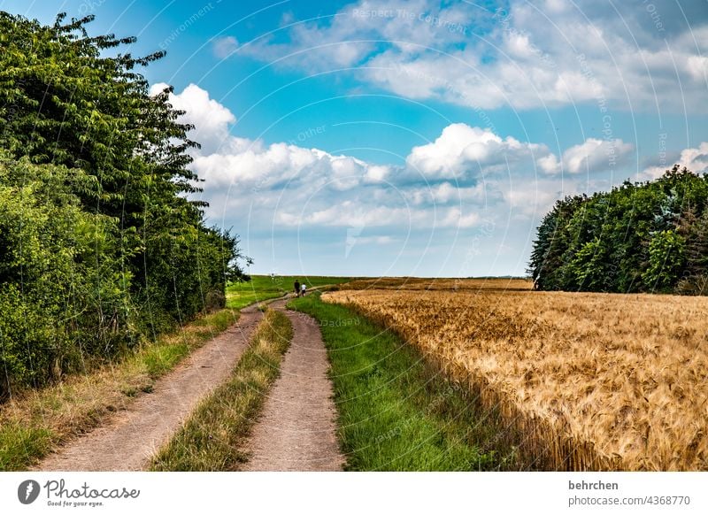 neues jahr - neue wege Ernte endlos weite ökologisch Nutzpflanze Wachstum Weizenfeld Landschaft Landwirtschaft Korn Getreide Gerste Roggen wandern Himmel Wolken