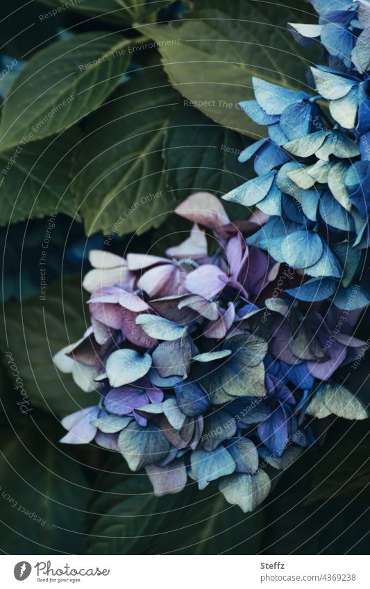 eine Blütenkaskade | im Einklang mit der Zeit | die Schönheit verblasst Hortensie Hortensienblüte vergänglich Vergänglichkeit verblühen welk Erinnerung