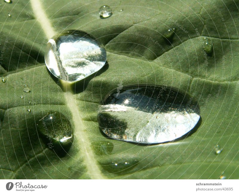 Die Wassertropfen Blatt Licht ...Wasser Reflexion & Spiegelung schön Klarheit Makroaufnahme grün...
