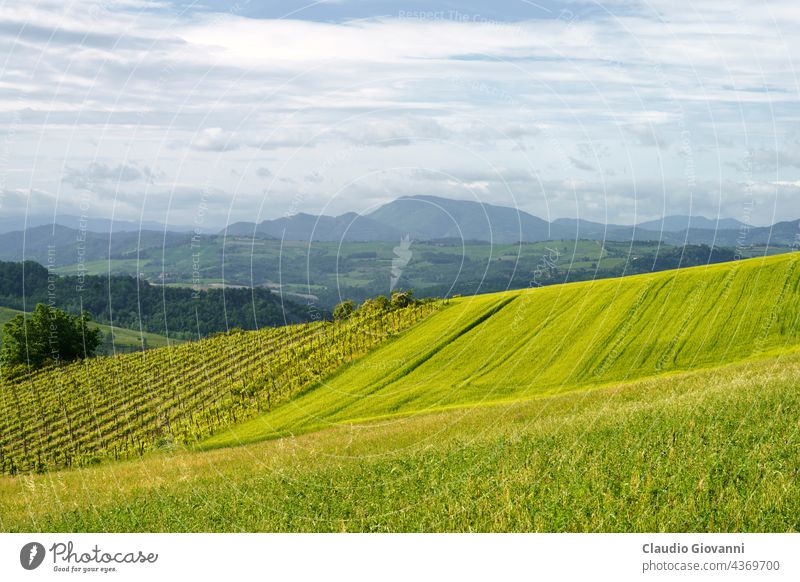 Weinberge auf den Hügeln von Tortona im Frühling Alessandria Kolli Tortonesi Europa Italien Piemonte Farbe Tag Feld grün Haus Landschaft Natur im Freien