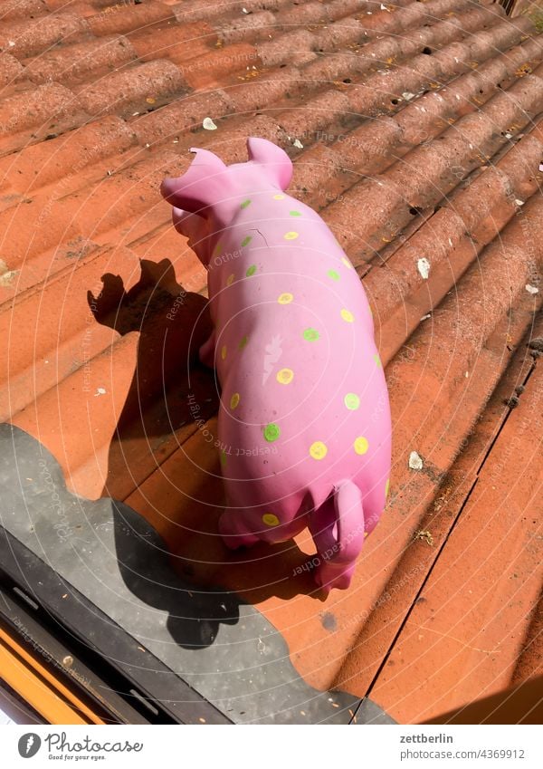 Ein Schwein auf dem Dach schwein sau deko dekoration skulptur kulisse witz tier tierhaltung dach vordach haus wohnhaus dachschindeln dachziegel licht schatten