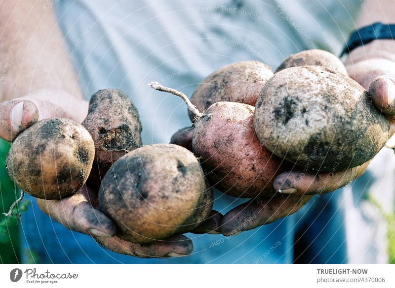 Kartoffeln ganz frisch. Bio von Mutter Erde. Glücklich der Bauer. biologisch Landwirtschaft Demeter Ernte Nahrung Natur naturgemäß natürlich gesund Erntedank