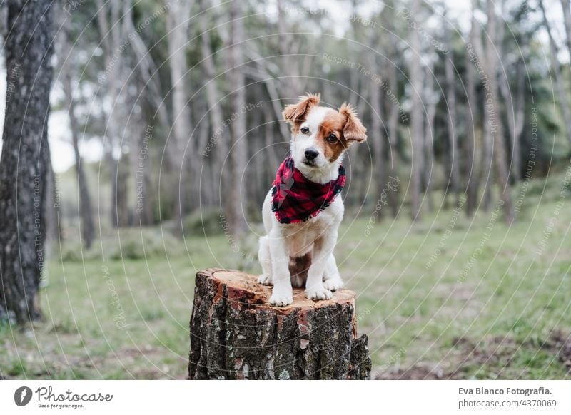 schöner Jack-Russell-Hund sitzt auf Holzstamm im Wald. Er trägt ein modernes kariertes Halstuch. Haustiere und Natur jack russell Holzstämme Herbst Kopftuch